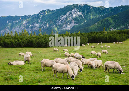 Almen im Nationalpark Retezat, Karpaten, Rumänien. Stockfoto