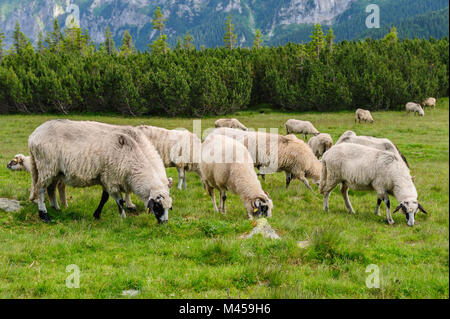 Almen im Nationalpark Retezat, Karpaten, Rumänien. Stockfoto