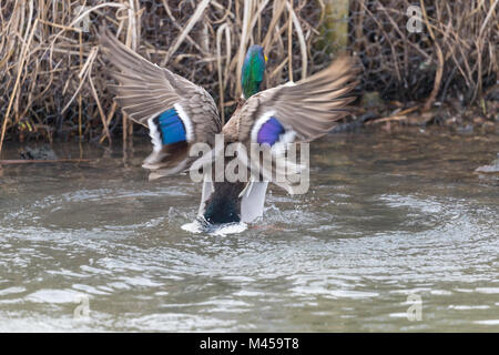 Stockente (Anas platyrhynchos) Drake seine Flügel anzeigen und erhebt sich aus dem Wasser. Stockfoto