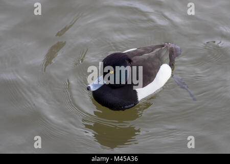 Reiherente (Aythya fuligula) Schwimmen in der Nähe von Stockfoto