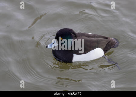 Reiherente (Aythya fuligula) Schwimmen in der Nähe von Stockfoto