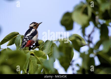 Buntspecht in Nußbaum Stockfoto