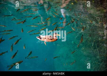 Enten und Fische im Wasser der Plitvicer Seen, Kroatien Stockfoto