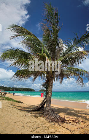 Palme und rote Flagge auf dem Meer Strand. Stockfoto