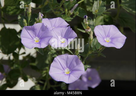 Convulvulus sabatius Blaue Mauritius, Blue Mountain bindweed Stockfoto