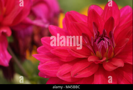 Rosa Dahlie Blume Stockfoto