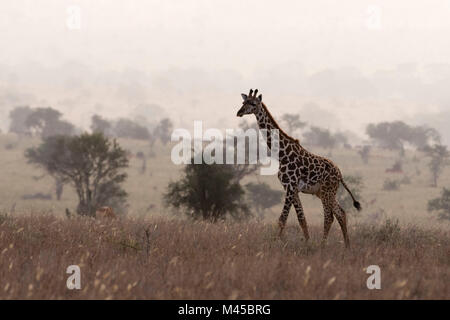 Maasai Giraffe (Giraffa Camelopardalis tippelskirchi), Wandern im Nebel, Tsavo, Kenia, Afrika Stockfoto