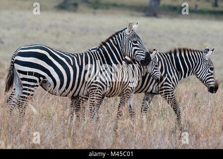 Gemeinsame Zebras (Equus quagga) Tsavo, Kenia, Afrika Stockfoto