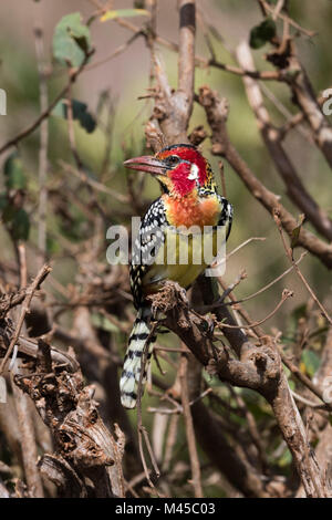 Rot-gelbe Barbet (Trachyphonus erythrocephalus), im Baum, Tsavo, Kenia, Afrika Stockfoto