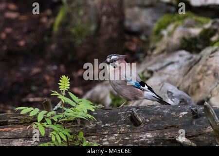 Eurasischen Eichelhäher (Garrulus glandarius), Markovec, Gemeinde Bohinj, Slowenien, Europa Stockfoto