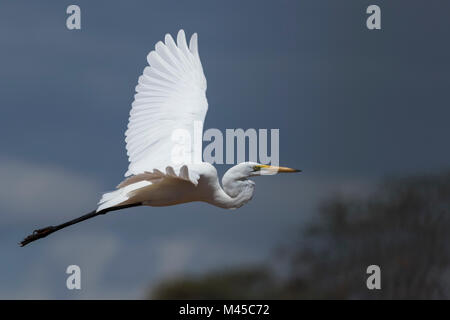 Ein silberreiher (Egretta alba) im Flug, Tsavo, Kenia, Afrika Stockfoto