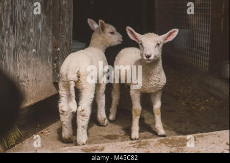 Porträt von zwei Lämmer Stockfoto