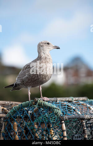 Larus argentatus Stockfoto