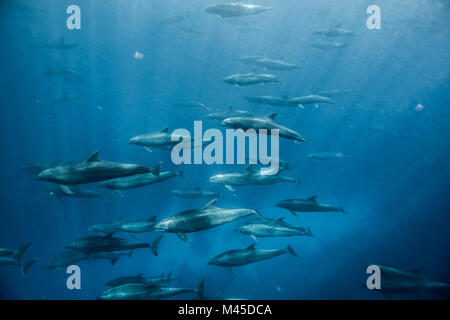 Große Gruppe von Tümmlern, Seymour, Galapagos, Ecuador, Südamerika Stockfoto