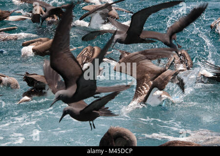 Schwarm Vögel füttern auf der Wasseroberfläche, Seymour, Galapagos, Ecuador, Südamerika Stockfoto