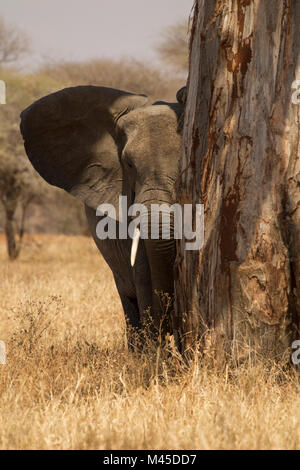 Portrait von afrikanischen Busch Elefant (Loxodonta africana), Tarangire Nationalpark, Tansania, Afrika Stockfoto