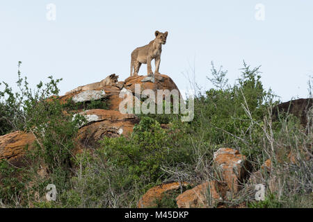 Zwei Löwinnen (Panthera leo) auf einem KOPJE als Lion Rock in Lualenyi finden, Tsavo, Kenia Stockfoto