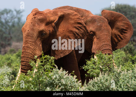 Zwei afrikanische Elefanten (Loxodonta africana) zu Fuß in den Busch, Tsavo, Kenia Stockfoto