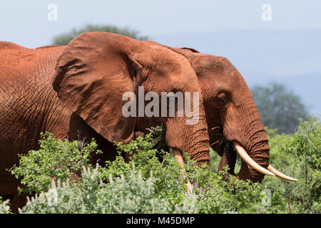 Zwei afrikanische Elefanten (Loxodonta africana) zu Fuß in den Busch, Tsavo, Kenia Stockfoto