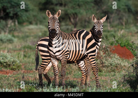 Porträt von zwei gemeinsamen Zebras (Equus quagga) in grüne Savanne, Tsavo, Kenia Stockfoto