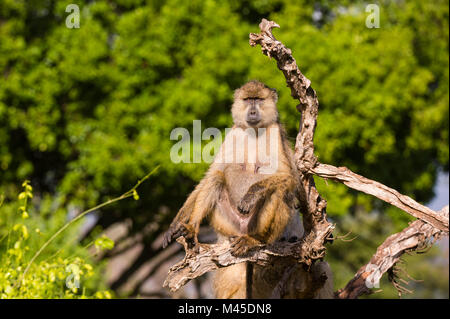 Yellow baboon (Papio hamadryas cynocephalus) ruht auf einem Ast, Tsavo, Kenia Stockfoto