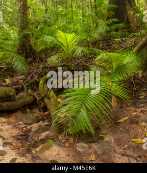 Clearing und sonnendurchfluteten Bäume in Mossman Gorge im südlichen Teil des Daintree National Park, North Queensland, Australien. Cairns 80 Kilometer Stockfoto