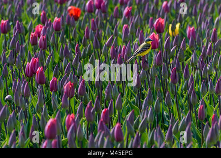 Eine Schafstelze sitzt auf einem lila Tulpe in einem Feld voller Tulpen auf Goeree-Overflakkee in Holland. Es ist ein schöner Tag während der frühen Frühjahr ein Stockfoto