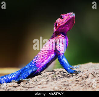 Die mwanza Flachbild-headed Agama. Serengeti, Tansania Stockfoto