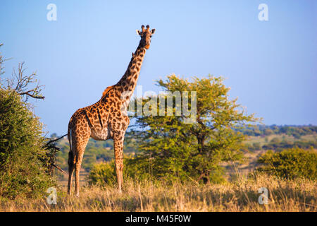Giraffe auf der Savanne. Safari in der Serengeti, Tansania, Afrika Stockfoto
