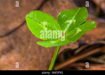 Horizontale vorn angestrahtl Nahaufnahme einer grünen Four Leaf Clover mit braunen Blätter im Hintergrund Stockfoto