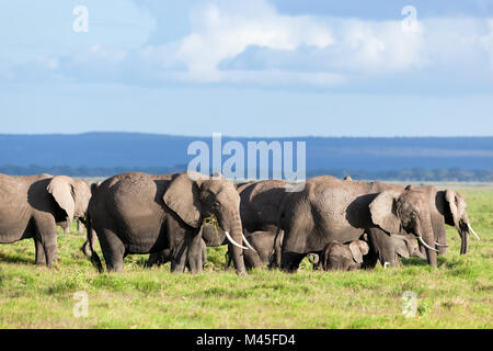 Elefanten Herde auf die afrikanische Savanne. Safari im Amboseli Stockfoto