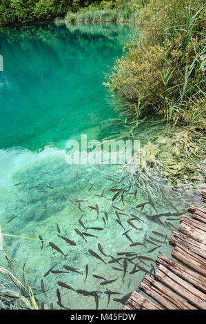 Fische im klaren Wasser der Plitvicer Seen, Kroatien Stockfoto