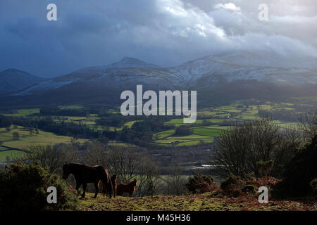 Wilde Pferde mit den Brecon Beacons Gebirgskette im Hintergrund Stockfoto