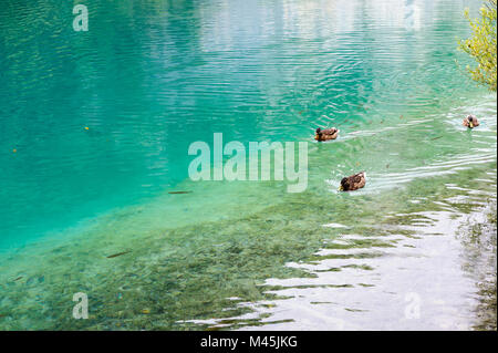 Enten und Fische im Wasser der Plitvicer Seen, Kroatien Stockfoto