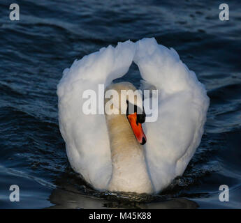 Höckerschwan (Cygnus Olor) Stockfoto