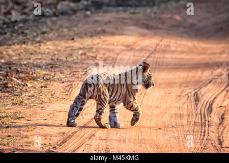 Süße kleine wilde Bengal Tiger Cub, Panthera tigris Tigris, Überqueren einer Straße, Bandhavgarh Tiger Reserve, Madhya Pradesh, Indien Stockfoto