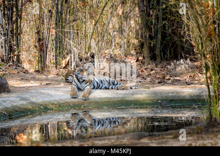 Zwei niedlichen kleinen 2 Monate alten Bengal Tiger Cubs, Panthera tigris Tigris, zusammen liegen, ein Wasserloch, Reflexionen, Bandhavgarh Tiger Reserve, Indien Stockfoto