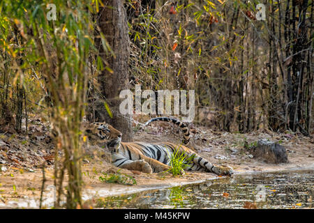 Nach wilden männlich Bengal Tiger, Panthera tigris Tigris, kühlen sich von seinen Schwanz Eintauchen in ein Wasserloch und spritzen sich Bandhavgarh, Indien Stockfoto