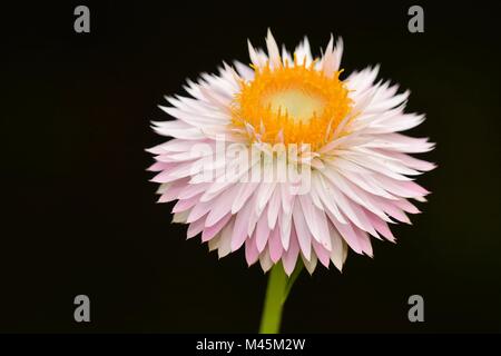 strawflower Stockfoto