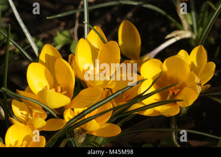 Crocus chrysanthus, Balkan, goldene Crocus Crocus Stockfoto
