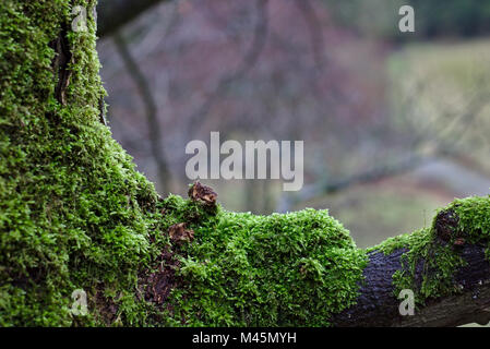 Tree Trunk und Branch überwachsen mit üppigen grünen Moos Stockfoto