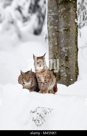 Eurasischen Luchs (Lynx lynx), Junge sitzt im Schnee, Captive, Deutschland Stockfoto