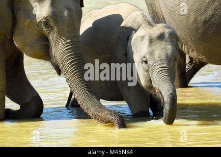 Sri Lankas Elefanten (Elephas Maximus Maximus) im Wasser beim Trinken, Minneriya National Park, Northern Central Province Stockfoto