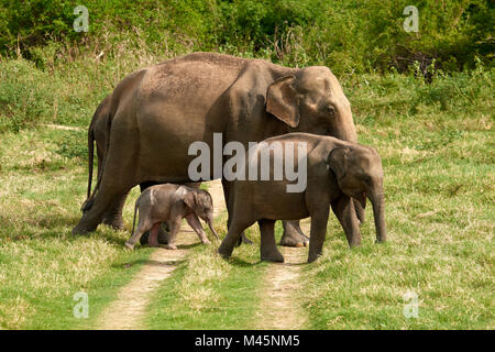 Gruppe Sri Lankas Elefanten (Elephas Maximus Maximus) mit jungen Animal Crossing ein Trail, Minneriya National Park Stockfoto