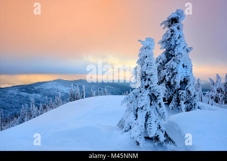 Morgen Atmosphäre, Schnee - Tannen auf dem Berg Lusen im Winter überdacht, Nationalpark Bayerischer Wald, Bayern, Deutschland Stockfoto