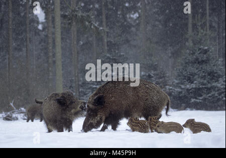 Wilde Sau, Ferkel und jungen Wildschwein im Winter Stockfoto