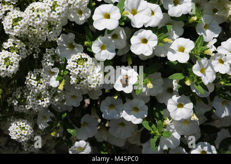 Lobularia maritima Primavera Prinzessin, Calibrachoa Stockfoto