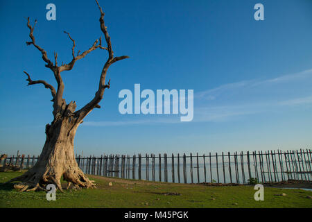 Einsamer Baum in Myanmar in der Nähe von hölzernen Brücke U-Bein Brücke den Taungthaman See in der Nähe von Amarapura in Mandalay, Myanmar Stockfoto