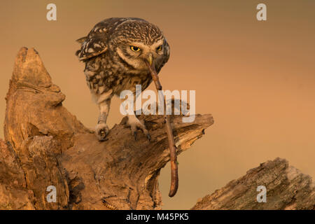 Steinkauz (Athene noctua) sitzt auf Baumstumpf mit Regenwurm als Beute, Rheinland-Pfalz, Deutschland Stockfoto