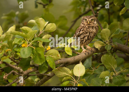 Steinkauz (Athene noctua) sitzt in einem Baum, direkter Blick, Rheinland-Pfalz, Deutschland Stockfoto